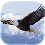 Logo of Eagle Live Wallpaper android Application 