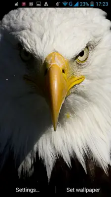 Eagle Live Wallpaper android App screenshot 2