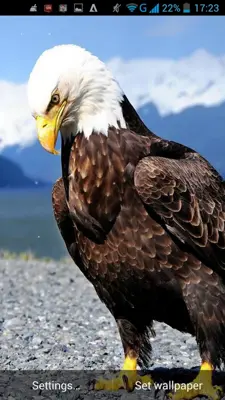 Eagle Live Wallpaper android App screenshot 3